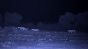 ТАЙНАЯ ЖИЗНЬ ЛЬВОВ