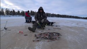 Первый лёд 2024 - 2025. Не успеваю закинуть сразу клюёт! КУЧУ РЫБЫ НАДЕРБАНИЛИ С ТРУДОМ ВЫНЕСЛИ)))