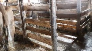 Как отмыть корову от навоза. Отмываем корову молоком.