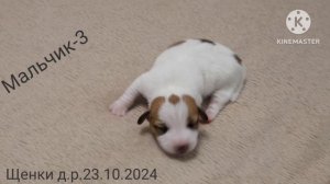 щенки Джек рассел терьер