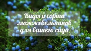 Виды и сорта можжевельников для вашего сада