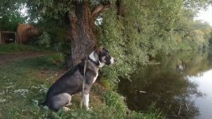 Среднеазиатская овчарка Джана 10 месяцев