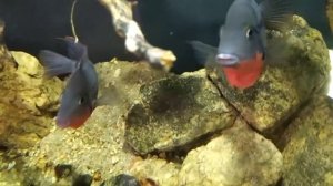 Цихлазома Меека