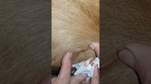 Внимание ЛИЧИНКИ ОВОДА у коровы удаляем личинок!