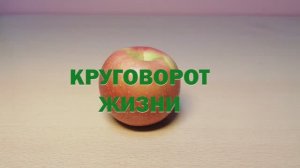 Круговорот жизни