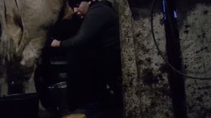 Запасной аэродром "Вконтакте"!!! Несчастный случай перед отелом.