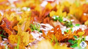 Заставка ВальсРазлуки