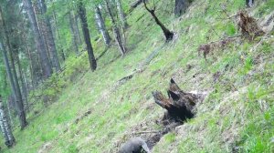 Барсук  в «Шушенском бору»