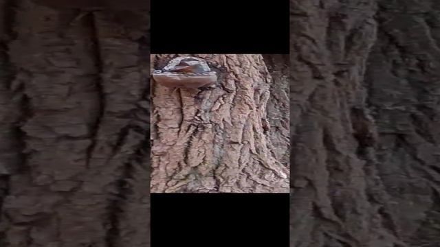 Увидел белочку в парке.
