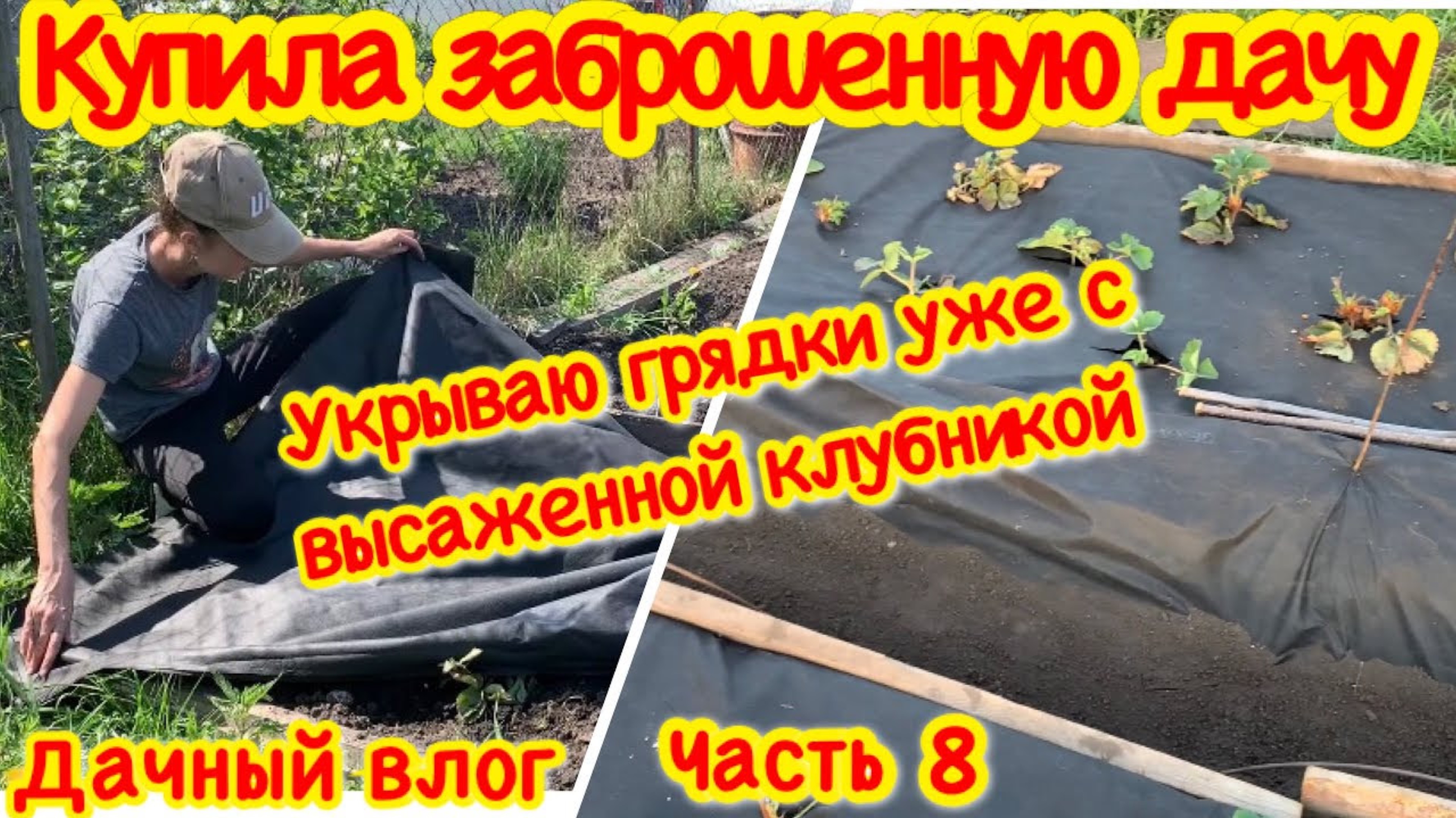 УКРЫВАЮ ГРЯДКУ УЖЕ С ВЫСАЖЕННОЙ КЛУБНИКОЙ/КЛУБНИКА ПОД УКРЫВНЫМ МАТЕРИАЛОМ КУПИЛА ЗАБРОШЕННУЮ ДАЧУ#8