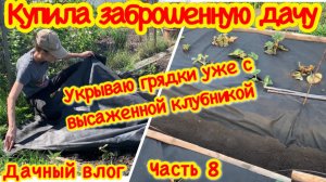 УКРЫВАЮ ГРЯДКУ УЖЕ С ВЫСАЖЕННОЙ КЛУБНИКОЙ/КЛУБНИКА ПОД УКРЫВНЫМ МАТЕРИАЛОМ КУПИЛА ЗАБРОШЕННУЮ ДАЧУ#8