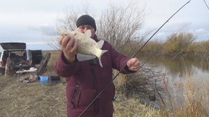 ОГРОМНЫЕ КАРАСИ ПОЗДНЕЙ ОСЕНЬЮ. КАРАСЬ НА ЧЕРВЯ