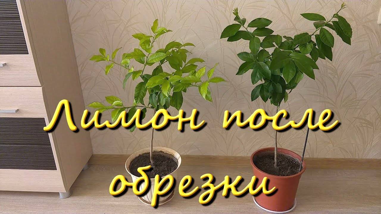 Домашний Лимон В Горшке После Обрезки