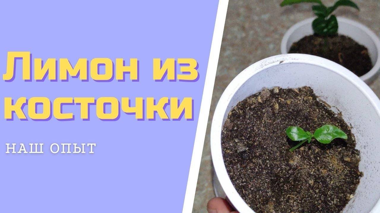 Как Вырастить Лимон Из Косточки В Домашних Условиях