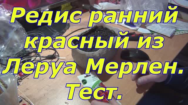 Редис ранний красный из Леруа Мерлен. Тест.