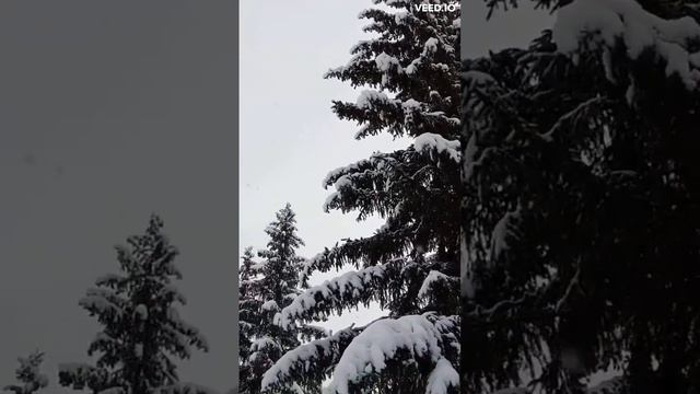 В Барнаул пришла ЗИМНЯЯ СКАЗКА!