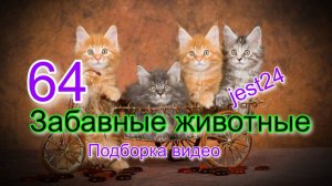 Забавные животные / Подборка видео №64