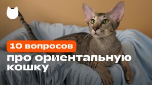 ОРИЕНТАЛЬНАЯ КОШКА: 10 вопросов о породе ориентал (видео от Petshop)