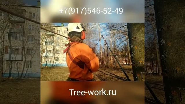 Удаление деревьев с оттяжкой. Спил деревьев. Вырубка деревьев. Www.tree-work.ru