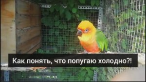 Как понять, что попугаю холодно?!