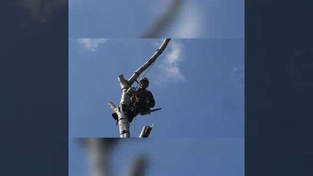 Аккуратное удаление дерева. Само дерева по частям со спуском веток. Вырубка деревьев. treeworker.ru