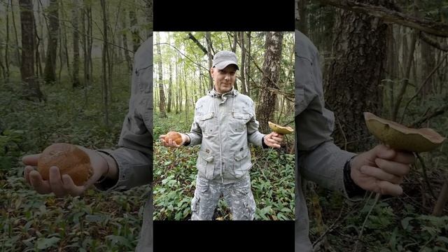 Грибы 2024.mp4