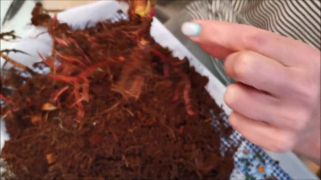 Реанимация антуриума Юта Utah после долгой пересылки