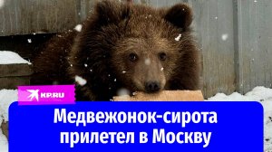 Медвежонок-сирота прилетел в Москву