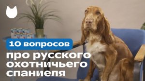 РУССКИЙ ОХОТНИЧИЙ СПАНИЕЛЬ: 10 вопросов про породу владелице! (видео от Petshop)