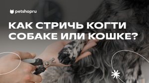 КАК ПОДСТРИЧЬ КОГТИ СОБАКЕ И КОШКЕ? / Мастер-класс от ветеринара (видео от Petshop)