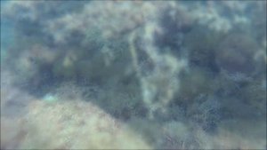 В окрестностях "Акульего плавника". г. Судак, мыс Меганом. 05.09.2023