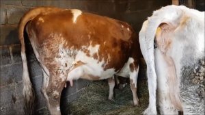 Проблемы после отёла. Выпадение матки у коровы. Как мы с этим  боролись