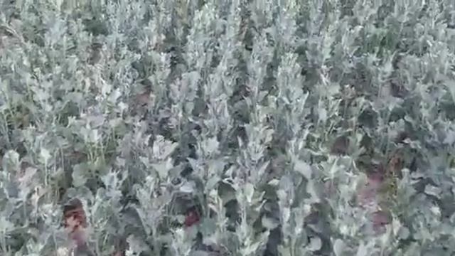 НаумАгро. Результаты посева рапса. Посевной комплекс S-12000 Виктория FeatAgro.  Васюринский