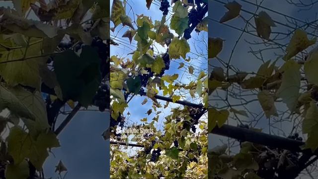 video_2024-11-07_11-55-53