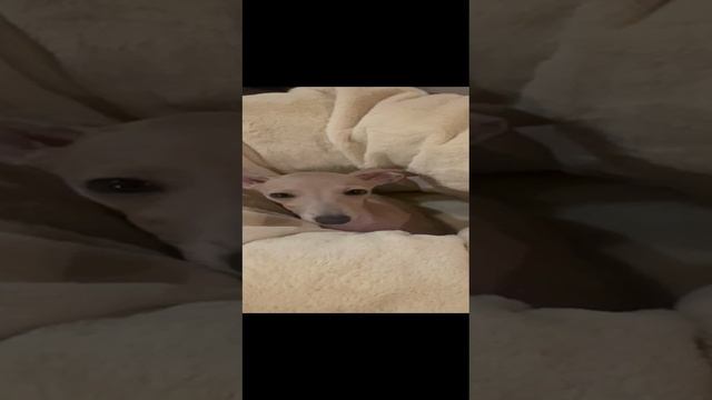 Лежак Гнездо из мягчайшего меха велсофт и микро велюра от DW