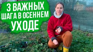 Как подготовить клубнику к зиме? Самые важные правила агротехники.