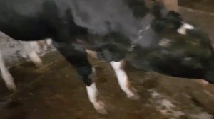 Привесы телёнка в 6 месяцев