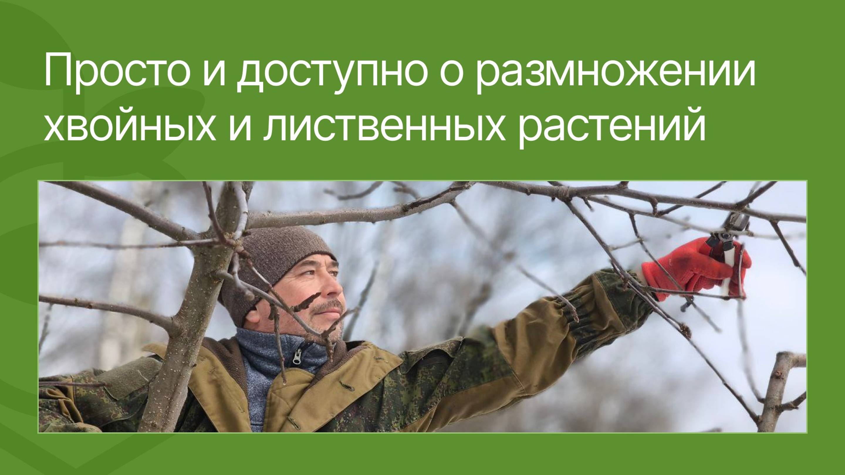 Просто и доступно о размножении хвойных и лиственных растений