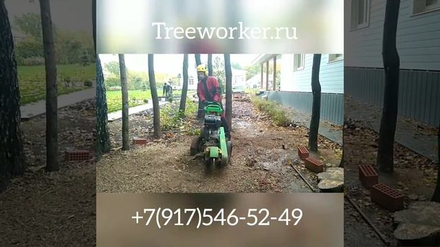 Дробление (корчевание удаление) пня фрезеровальной машиной (пнедробилкой) laski 360 treeworker.ru