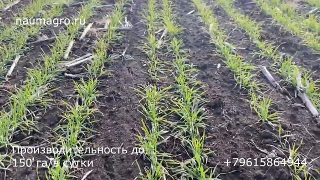 НаумАгро. Посевной комплекс FeatAgro AP-12500 анкерный. Сев и всходы озимой пшеницы.