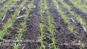 НаумАгро. Посевной комплекс FeatAgro AP-12500 анкерный. Сев и всходы озимой пшеницы.