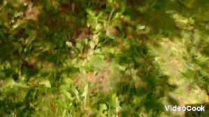 ПРИЕХАЛИ В ГОСТИ, КОТОРЫЕ ЖИВУТ ПОЧТИ В ЛЕСУ! Прыгаем с Асей на природе! А ещё там есть собака!