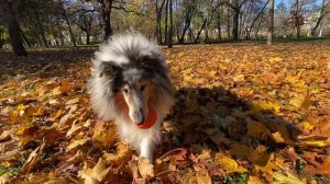 04.11.24 Кристоль играет