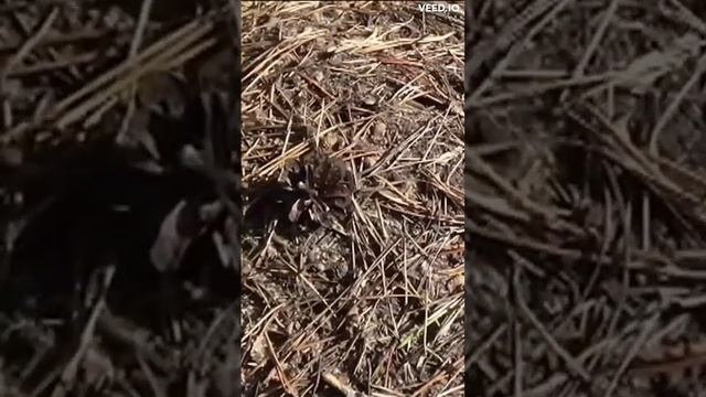 Наткнулся на муравейник в лесу