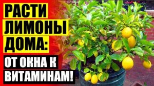 ЛИМОН ДОМАШНИЙ УХОД 🚫