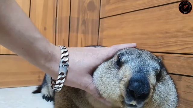 сварливый толстый сурок смотреть онлайн