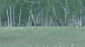 ЛОВУШКИ ДЛЯ ПЧЁЛ. ГДЕ И КОГДА СТАВИТЬ