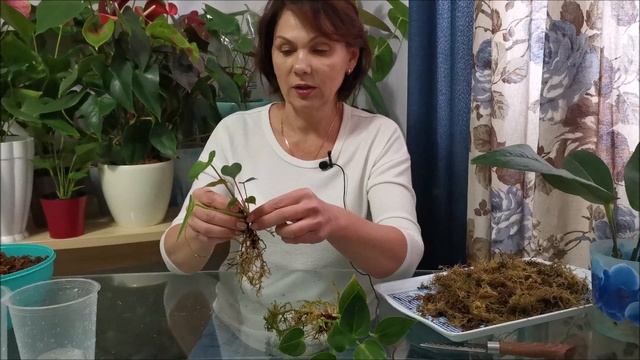 Антуриумы во мху, особенности выращивания смотреть онлайн