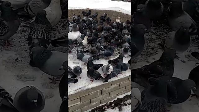 Почему запрещают кормить птиц