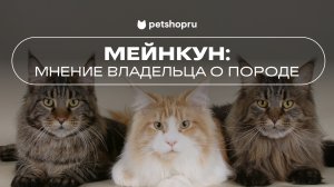 МЕЙН-КУН идеальная кошка? Мнение владельца о породе! (видео от Petshop)